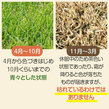 楽天市場 芝生 姫高麗芝 10平米 普通便 送料無料 ただし 北海道 沖縄 離島 を除く アグリショップひむか 楽天市場 芝生 姫高麗芝 10平米 普通便 送料無料 ただし 北海道 沖縄 離島 を除く アグリショップひむか