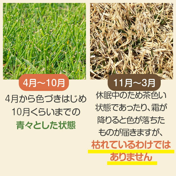 楽天市場 芝生 姫高麗芝 10平米 普通便 送料無料 ただし 北海道 沖縄 離島 を除く アグリショップひむか