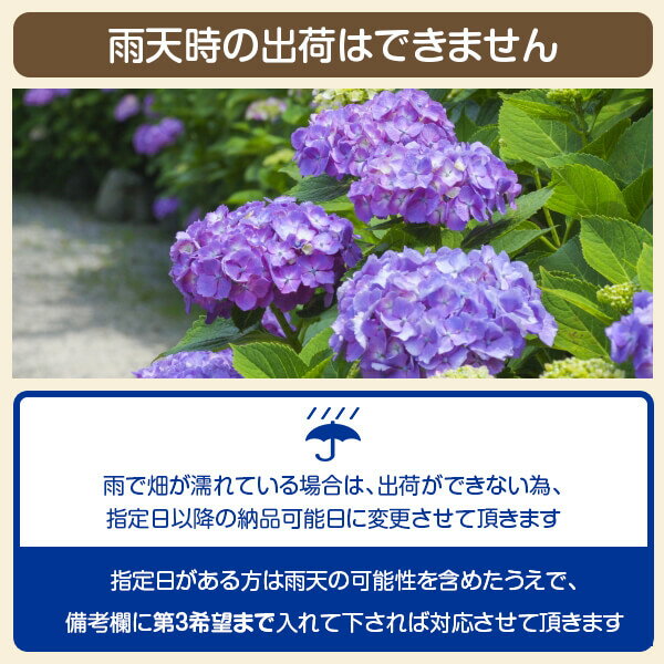 芝生姫高麗芝10平米【クール便】【送料無料】(ただし北海道/沖縄/離島を除く)