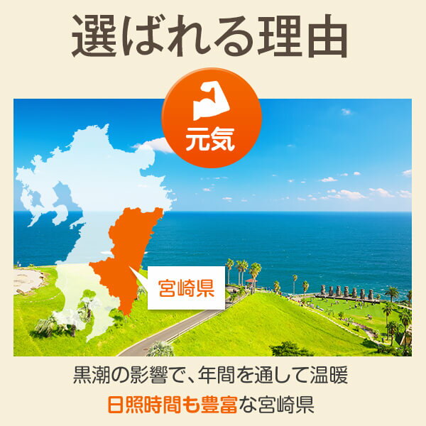 芝生姫高麗芝10平米ヒメコウライシバ【送料無料】【クール便発送】