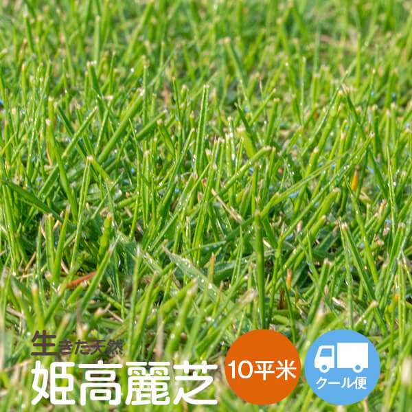 芝生姫高麗芝10平米【冷蔵便】【送料無料】(ただし北海道/東北/沖縄/離島を除く)