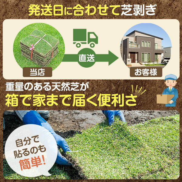 芝生姫高麗芝10平米ヒメコウライシバ【送料無料】【クール便発送】