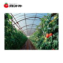 晴天 側面用 0.1mm×300cm 切り売り1m ノンキリーあすか アキレス農ビ 【ビニールハウス】【取寄商品】