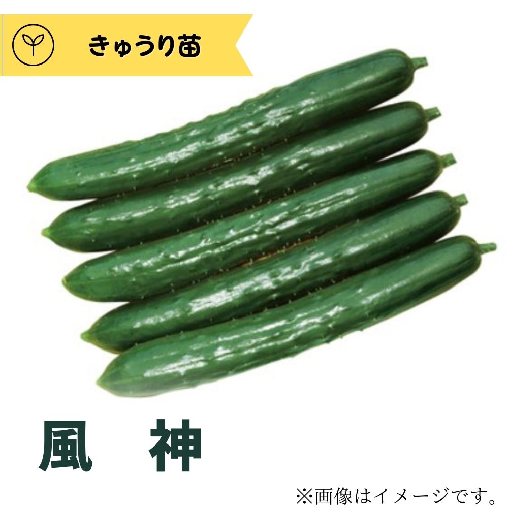 【予約販売】接木・きゅうり風神 1ポット きゅうり苗【生産農場直送】