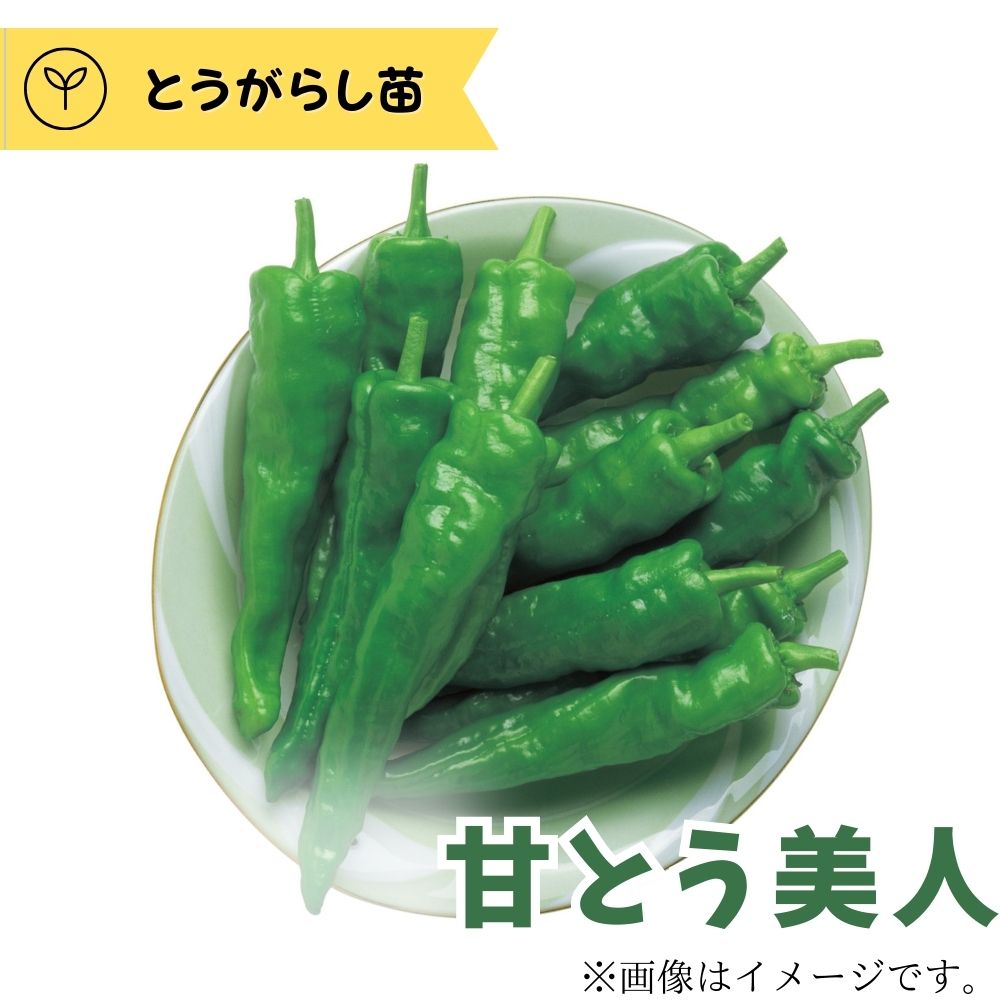 �ŤȤ����� �Ȥ����餷�� 1�ݥå� ����äȥե����� �ȥ����饷����������ľ���ۡ��İʳ�Ʊ���Բġ�