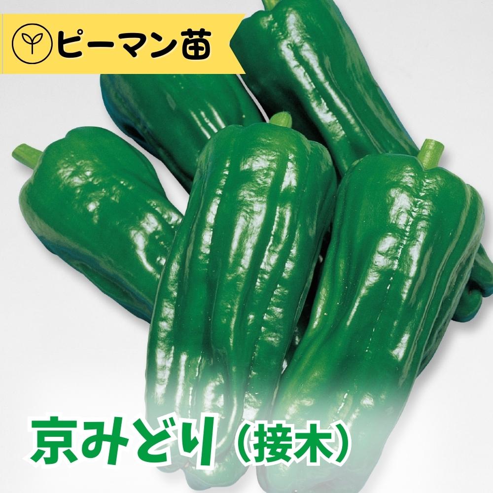 京みどりピーマン苗 接木苗 キラッとファーム【生産農場直送】【苗以外同梱不可】のサムネイル