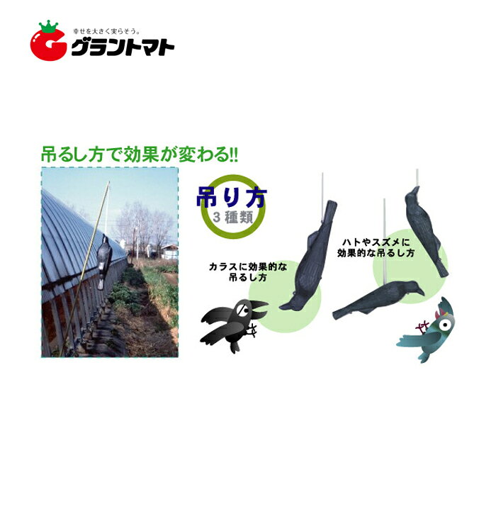 グラントマト 楽天市場店のコワガラスプラスチックガラス｜アングル3
