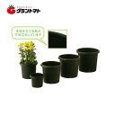 菊鉢8号 BKアイカ【取寄商品】