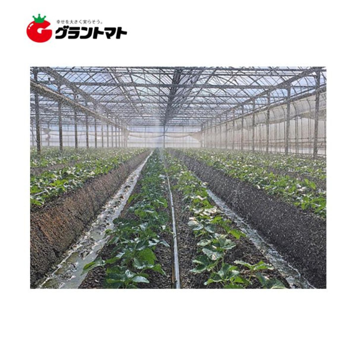 【在庫限り特価】潅水チューブ スミチューブ ウエシタ 200m 住化農業資材