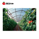 7/1 19時~22時限定エントリーでP5倍!晴天 側面用 0.15mm×135cm 切り売り1m ノンキリーあすか アキレス農ビ 【ビニールハウス】【取寄商品】