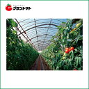 マラソン期間中P3倍 晴天 屋根用 0.15mm×760cm(中接) 切り売り1m ノンキリーあすか アキレス農ビ 【ビニールハウス】【取寄商品】