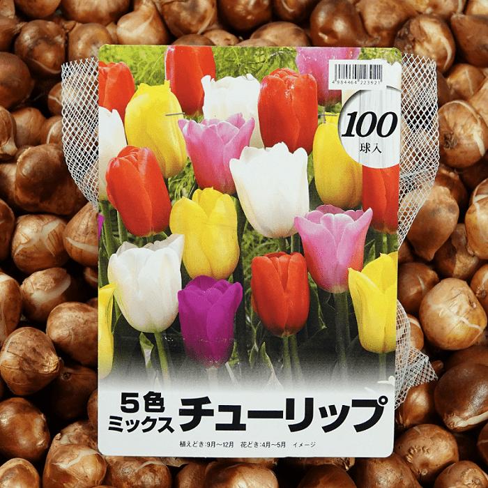チューリップ球根 5色ミックス 100球 オランダ産