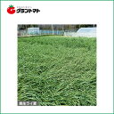 らい麦種子 緑肥用晩生 1kg【取寄商品】