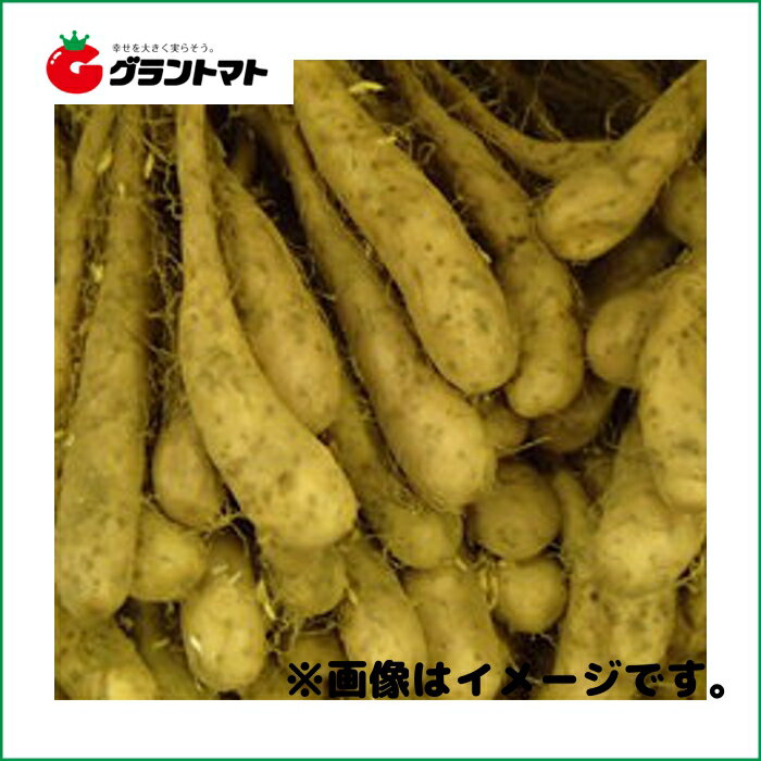 とっくり芋（自然薯）種子　800g　長いも