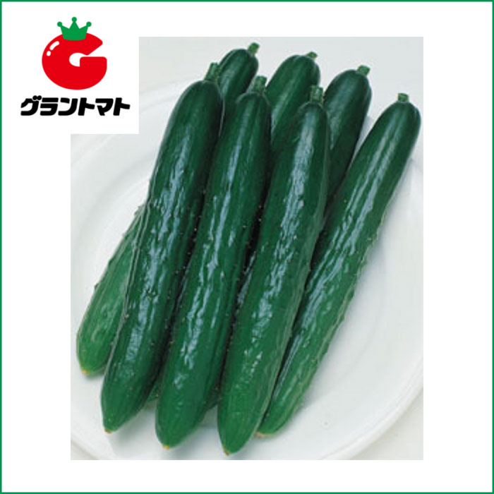 楽天グラントマト　楽天市場店北進きゅうり　350粒 野菜種子【キュウリ　キューリ】【取寄商品】