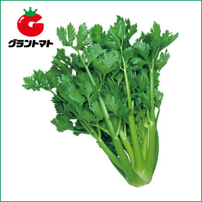 セルリーコーネル　セロリ　20ml 野菜種子【取寄商品】