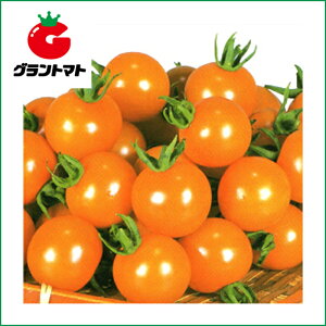 オレンジパルチェトマト　100粒 野菜種子【とまと】【取寄商品】