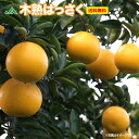 木熟八朔(はっさく) 2LまたはLサイズ 12〜14玉※サイ...