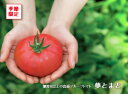 【夢とまと】フルーツトマト600g箱(出荷時期12月下旬〜5月中旬頃)