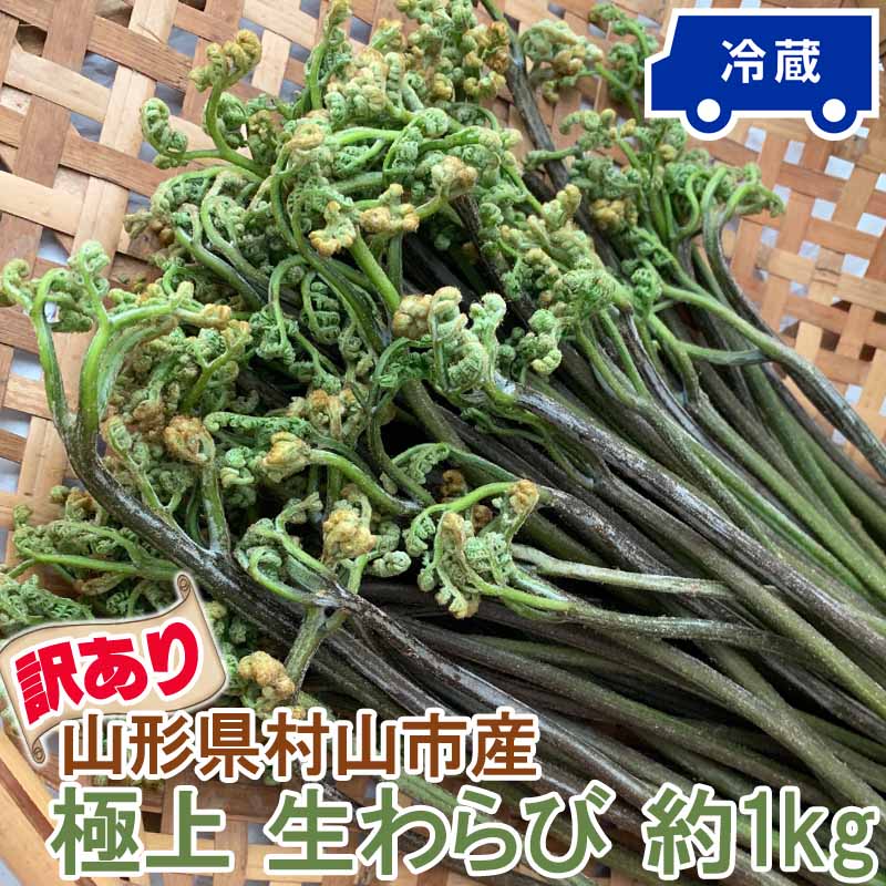 訳あり わらび 1kg 山形県 村山市産 極上 生 山菜 ワラビ 蕨 送料無料 クール便 冷蔵 産地直送 [訳あり..