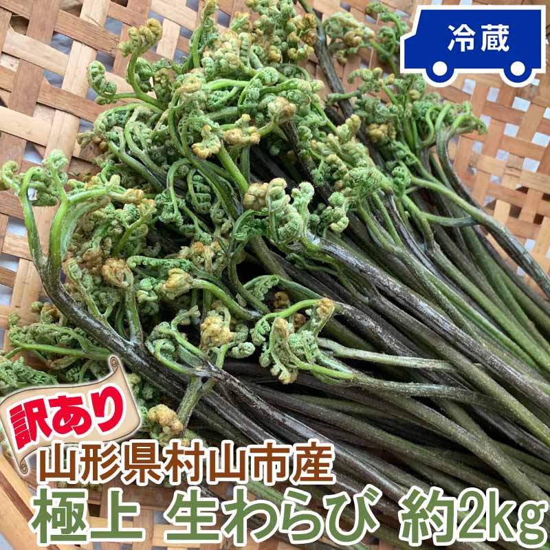 訳あり わらび 2kg 山形県 村山市産 極上 生 山菜 ワラビ 蕨 送料無料 クール便 冷蔵 産地直送 [訳あり 山形県産極上わらび2キロ]