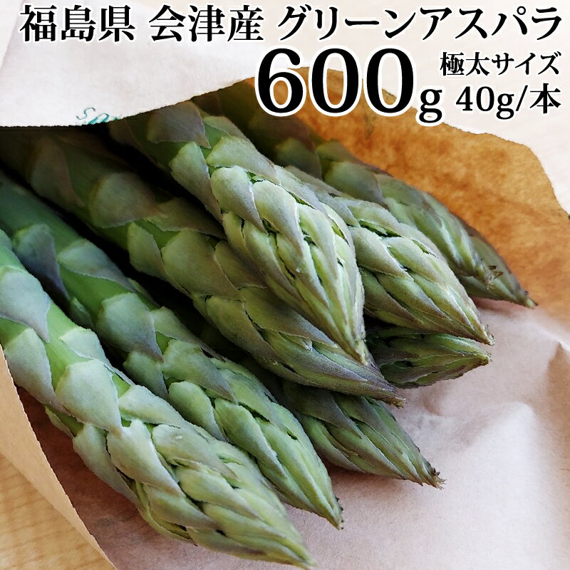 アスパラガス 極太サイズ 600g 1本あたり40g以上 福島県 喜多方産 会津アスパラ 田中農園 クール便 冷蔵 産地直送 収穫日に当日発送 鮮度抜群 送料無料 [会津アスパラ2Lサイズ600g] 4月上旬～順次発送