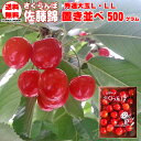 予約販売 6月上旬より順次発送 さくらんぼ 山形県産 佐藤錦 500g 置き並べ 秀選 大粒Lサイズ以上 クール便【送料無料(九州・沖縄県を除く)】チルド [サ...