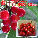 予約販売 6月上旬より順次発送 さくらんぼ ご家庭用 佐藤錦 M・L500g クール便【送料無料(九州・沖縄県を除く)】訳あり 山形県産 [サクランボ 佐藤錦 ...
