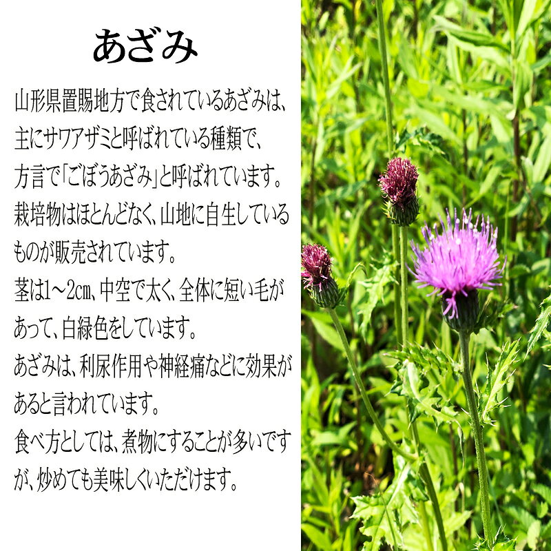 予約販売 7月上旬発送 山形県飯豊町産 天然山菜 [あざみ塩蔵 1kg] 数量限定 メール便 クリックポスト 送料無料 agripartner-10002113 東北の農産特産品アグリパートナー サンプル画像3