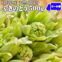 山形県産 ふきのとう500g 朝採り 天然 飯豊連峰 朝日連峰 つぼみ少し開き混ざり 山菜 産地直送 送料無料 飯豊町 クール便