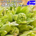 山形県産 ふきのとう1kg(500g×2セット) 朝採り 天然 飯豊連峰 朝日連峰 つぼみ少し開き混ざり 山菜 産地直送 送料無料 飯豊町 クール便