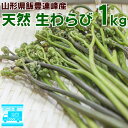 予約販売 5月15日頃よりご予約順次発送 わらび (生) 1kg 天然 山形県産 飯豊連峰 朝採り 山菜 産地直送 送料無料 飯豊町 クール便