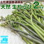 予約販売 わらび (生) 2kg (1kg×2束) 天然 山形県産 飯豊連峰 朝採り 山菜 産地直送 送料無料 飯豊町 ..