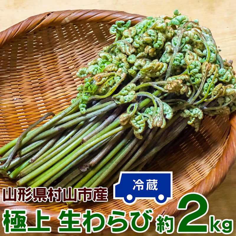 わらび 2kg (1kg×2束) 山形県 村山市産 極上 生 山菜 ワラビ 蕨 送料無料 クール便 冷蔵 産地直送 [山形県産極上わらび2キロ]