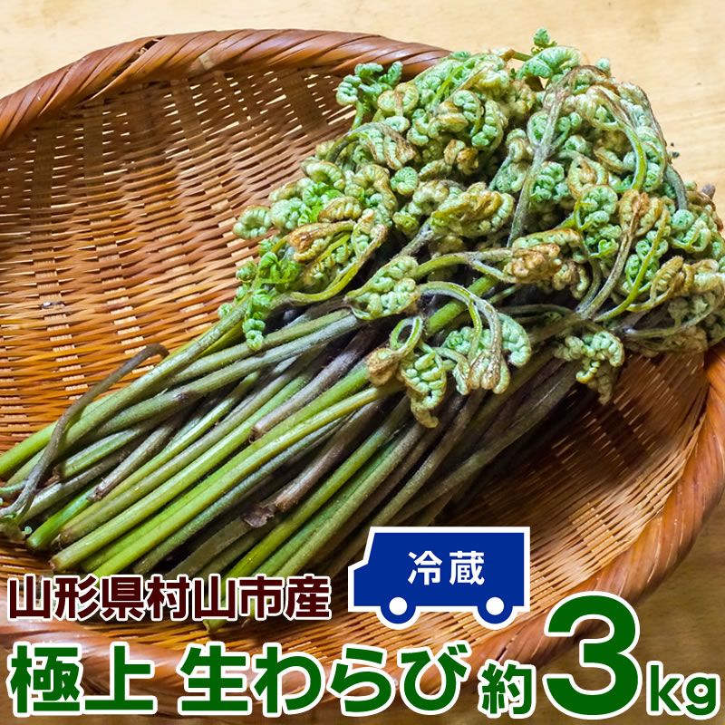 わらび 3kg (1kg×3束) 山形県 村山市産 極上 生 山菜 ワラビ 蕨 送料無料 クール便 冷蔵 産地直送 [山形県産極上わらび3キロ]