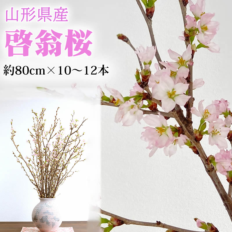 予約販売 山形県産 啓翁桜 約80センチ×10本～12本 正月 卒業式 入学式 生け花 さくら 桜 ギフト お祝い 送料無料 [啓翁桜80センチ10本]のサムネイル