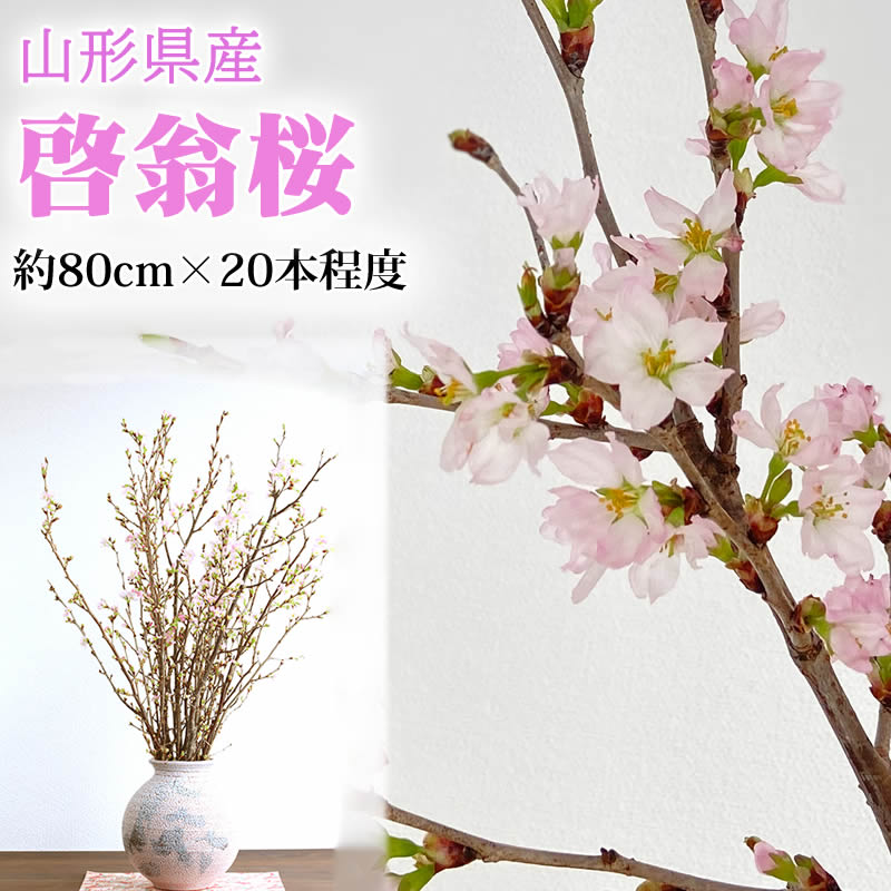 予約販売 山形県産 啓翁桜 約80センチ×20本程度 正月 卒業式 入学式 生け花 さくら 桜 ギフト お祝い 送料無料 [啓翁桜80センチ20本]