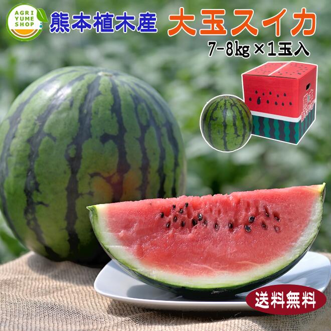 熊本植木産　大玉スイカ　1玉入　|【送料無料　すいか　スイカ　西瓜　名産品　熊本　植木産　美味しい　産地直送　特産品　新鮮】