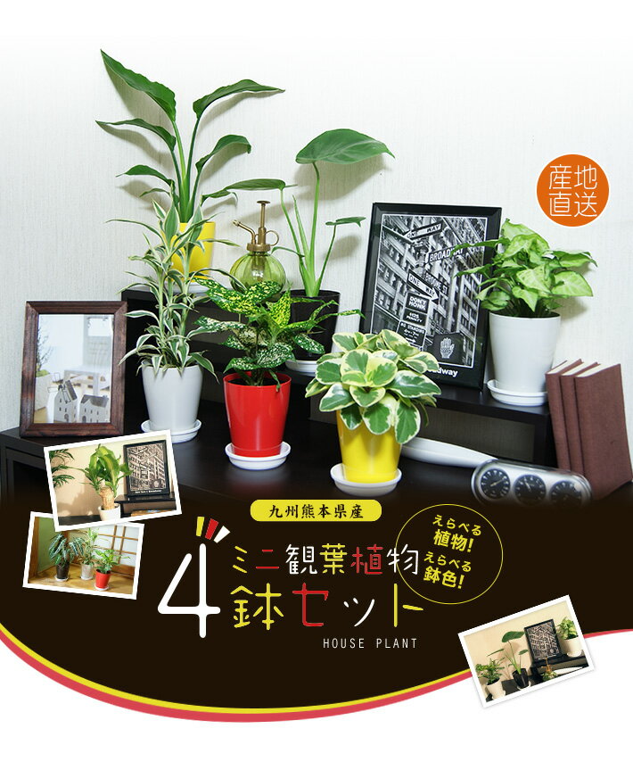 楽天観葉植物の生産直売　アグリ夢直販選べるかわいいミニ観葉植物4鉢セット|【ストレリチアやゴムの木、ペペロミアなど】/観葉植物/新築祝い/開店祝い/誕生日プレゼント/結婚祝い/引越し祝い/モダン/インテリア/アジアン/通販】【smtb-ms】【楽ギフ_メッセ入力】