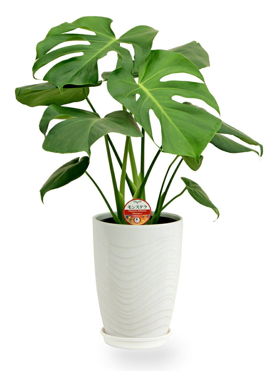 観葉植物 日陰や寒さにも強いおすすめ植物12選をご紹介 暮らし の