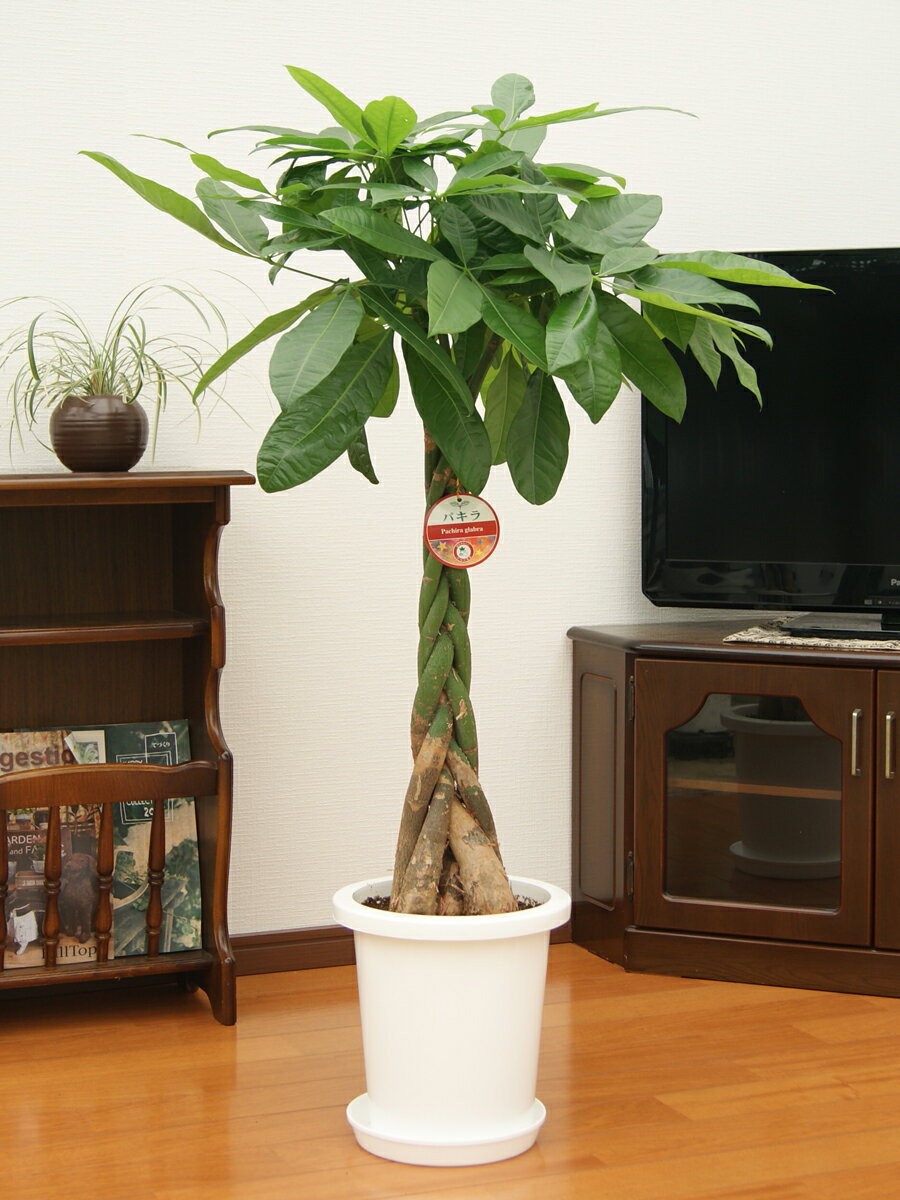 楽天市場 パキラ8号プラ鉢 約110cm 観葉植物 新築祝い 開店祝い 誕生日プレゼント 結婚祝い 引越し祝い モダン インテリア アジアン 通販 リビング コーナー 編み込み 大鉢 Smtb Ms 楽ギフ メッセ入力 05p05nov16 観葉植物の生産直売 アグリ夢直販 楽天市場 パキラ8号プラ鉢 約110cm 観葉植物 新築祝い 開店祝い 誕生日プレゼント 結婚祝い 引越し祝い モダン インテリア アジアン 通販 リビング コーナー 編み込み 大鉢 Smtb Ms 楽ギフ メッセ入力 05p05nov16 観葉植物の生産直売 アグリ夢直販