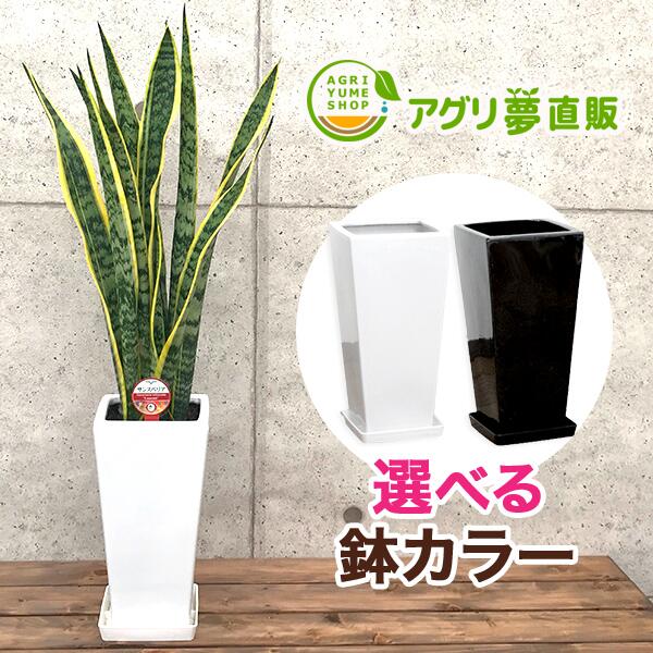 サンスベリア6号陶器鉢|(約65cm)(トラノオ/サンセベリア)/観葉植物/新築祝い/開店祝い/誕生日プレゼント/結婚祝い/引越し祝い/モダン/インテリア/アジアン/通販】^