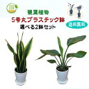 ☆観葉植物　5号丸プラスチック鉢選べる2点セット☆　5000円|^