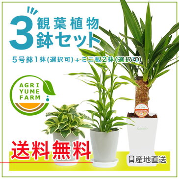 ★観葉植物お試しセット|【ユッカ/モンステラ/ストレリチア/テーブルヤシ/ミニ観葉植物】【開店祝い/新築祝い/誕生日/プレゼント/観葉植物】【smtb-ms】【楽ギフ_メッセ入力】【05P05Nov16】^