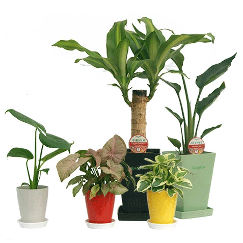 観葉植物 よくばりセット|モンステラ/ストレリチア/幸福の木/サンスベリア/観葉植物/新築祝い/開店祝い/誕生日プレゼント/結婚祝い/引越し祝い/観葉植物/モダン/インテリア観葉植物】【smtb-ms】【楽ギフ_メッセ入力】【05P05Nov16】^