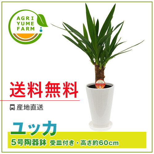 ユッカ(青年の木)5号陶器鉢|(約60cm)観葉植物/新築祝い/開店祝い/誕生日プレゼント/結婚祝い/引越し祝い/モダン/インテリア/アジアン/通販】【smtb-ms】【楽ギフ_メッセ入力】【05P05Nov16】^