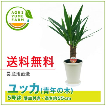 ユッカ(青年の木)5号プラ鉢|(約55cm)観葉植物/新築祝い/開店祝い/誕生日プレゼント/結婚祝い/引越し祝い/モダン/インテリア/アジアン/通販】【smtb-ms】【楽ギフ_メッセ入力】【05P05Nov16】^