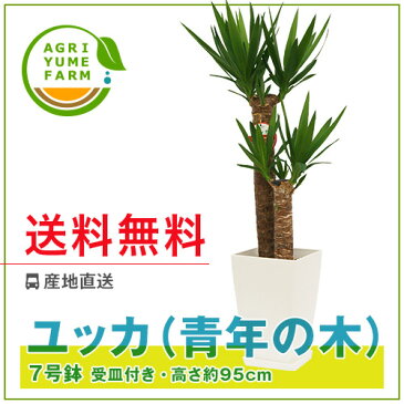 ユッカ(青年の木)7号プラ鉢|(約95cm)観葉植物/新築祝い/開店祝い/誕生日プレゼント/結婚祝い/引越し祝い/モダン/インテリア/アジアン/通販】【smtb-ms】【楽ギフ_メッセ入力】【05P05Nov16】^