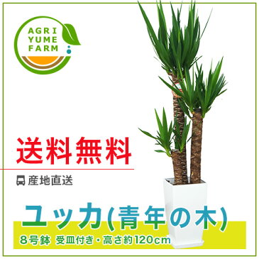 ユッカ(青年の木)8号プラ鉢|(約120cm)観葉植物/新築祝い/開店祝い/誕生日プレゼント/結婚祝い/引越し祝い/モダン/インテリア/アジアン/通販】【smtb-ms】【楽ギフ_メッセ入力】【05P05Nov16】^