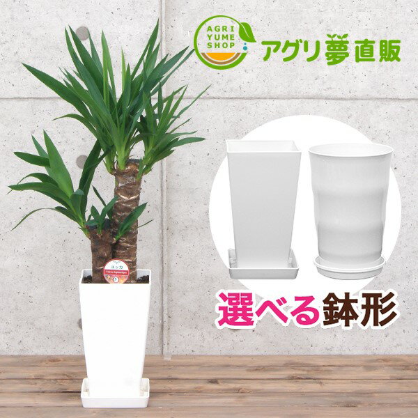 ユッカ ユッカ(青年の木)6号プラ鉢|(約65cm)観葉植物/新築祝い/開店祝い/誕生日プレゼント/結婚祝い/引越し祝い/モダン/インテリア/アジアン/通販】【smtb-ms】【楽ギフ_メッセ入力】【05P05Nov16】^